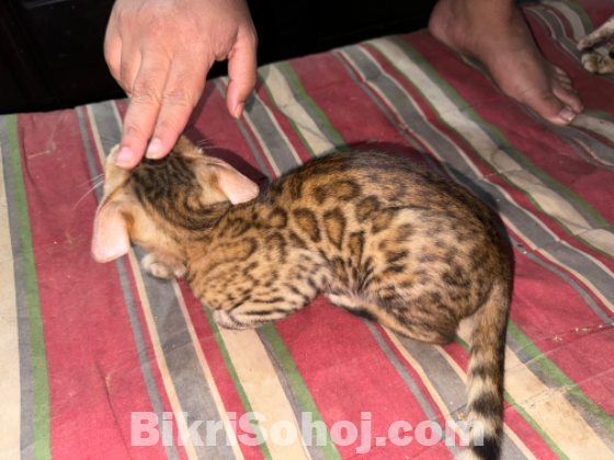 Purebred Bengal kittens